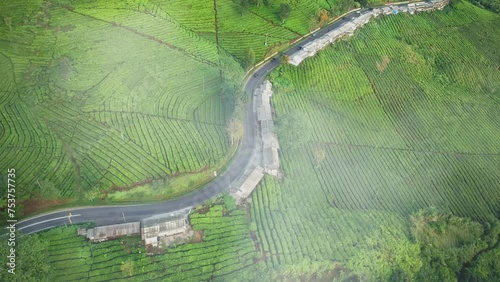 Drone view of asphalt roads in the green tea plantation with flying fogs  photo