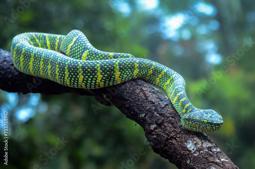Tropidolaemus Wagleri viper snake photo