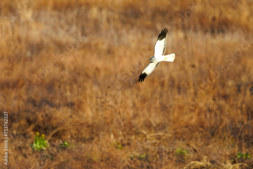                                                                                                                                     2024   3   3              A beautiful Northern harrier  Circus cyaneus  family comprising hawks  in flight for hunting.  At Tonegawa riverbed  Gunma  Japan  photo by 
