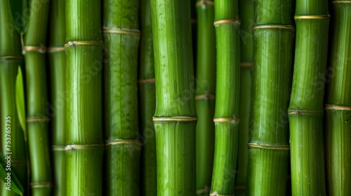  a close up of a bamboo plant with lots of green stalks in the foreground and the top part of the plant in the background.