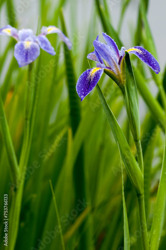 Iris hexahona, Prairie Iris. A closeup of two beautiful tall purple-blue flowers with soft green stems and leaves. 