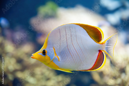Vibrant Yellowhead Butterflyfish - Chaetodon xanthocephalus swimming gracefully in a coral reef aquarium