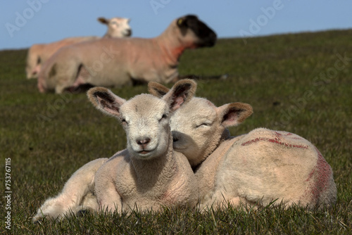 junge Lämmer, und Schafe am Deich, Deichschutz, Küstenschutz photo