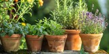 Herbal Haven. Creating a Garden Oasis by Arranging Herbs in Rustic Terracotta Pots.