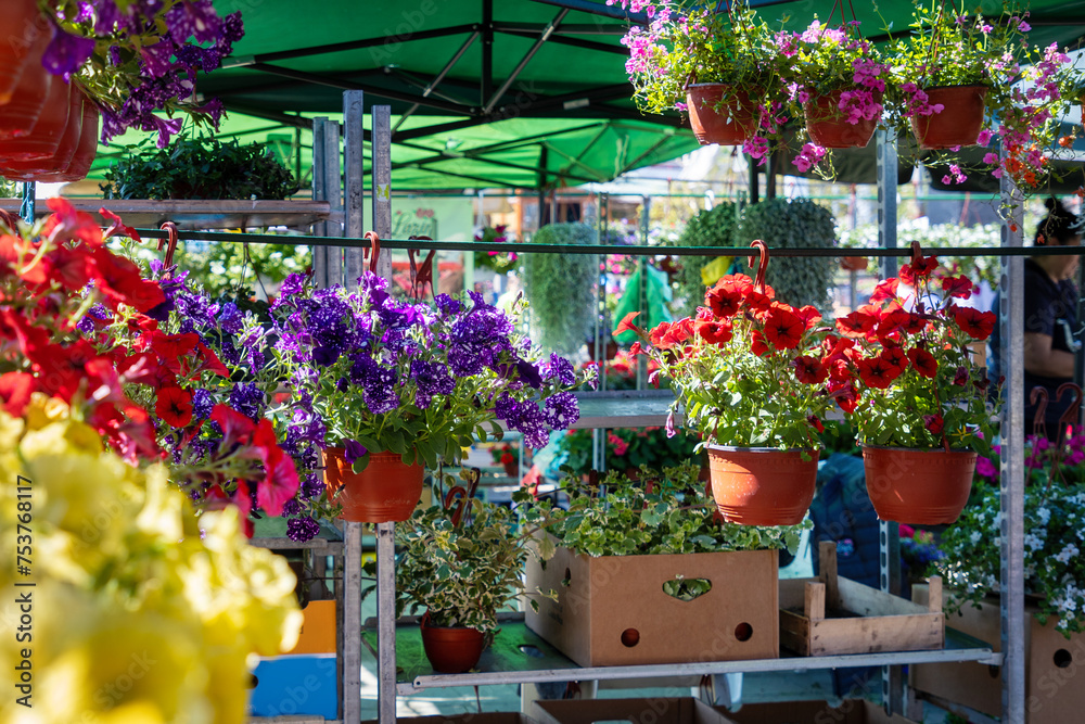 Flowering plant pots at spring festival. Summer blooming and gardening