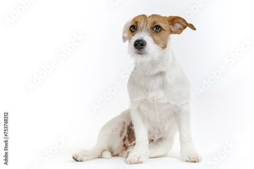 Jack russell terrier puppy on white background