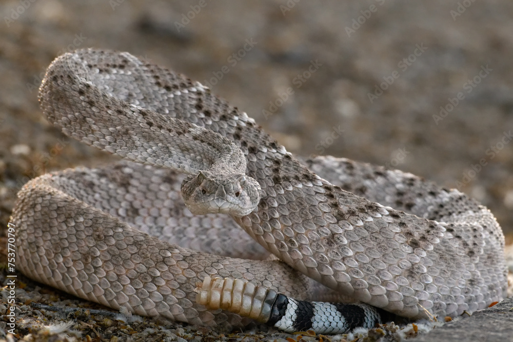 Obraz premium Western Diamondback Rattlesnake