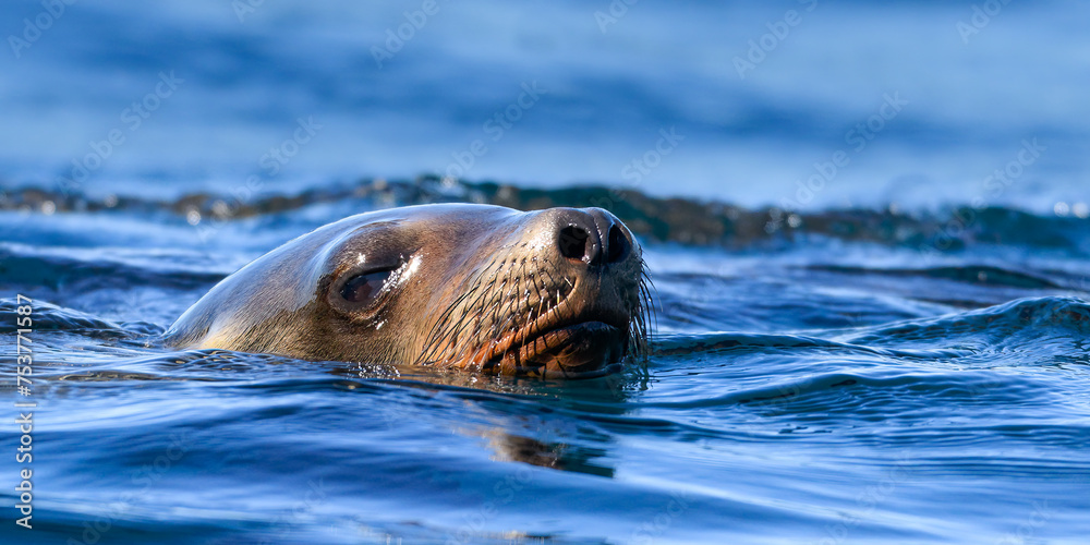 Fototapeta premium Sea Lion Frollicking In Sea