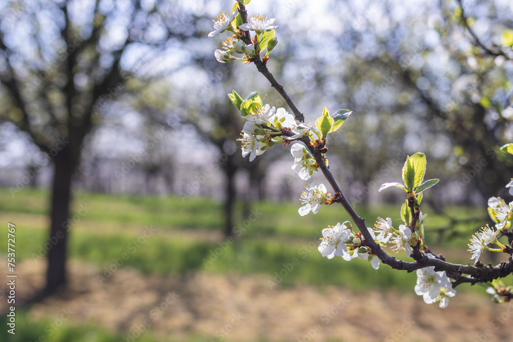 Obraz premium Blooming branch of plum tree in fruit orchard at spring. White blossom