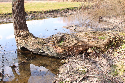A tree trunk in a swamp