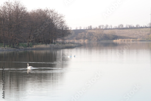A group of swans swimming in a lake