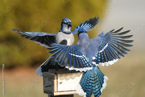 Blue Jays fighting over food