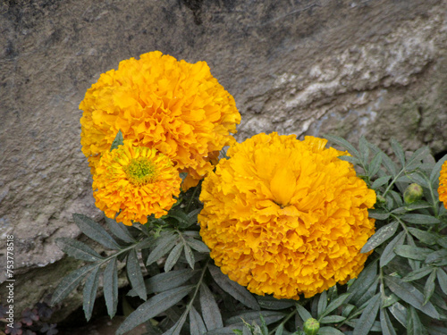 Photography Bengali Blossoms: Tagetes erecta, গাঁদা