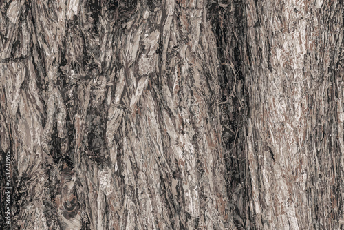 Vector illustration Background of Cypress tree bark Cupressocyparis leylandii in Latin.