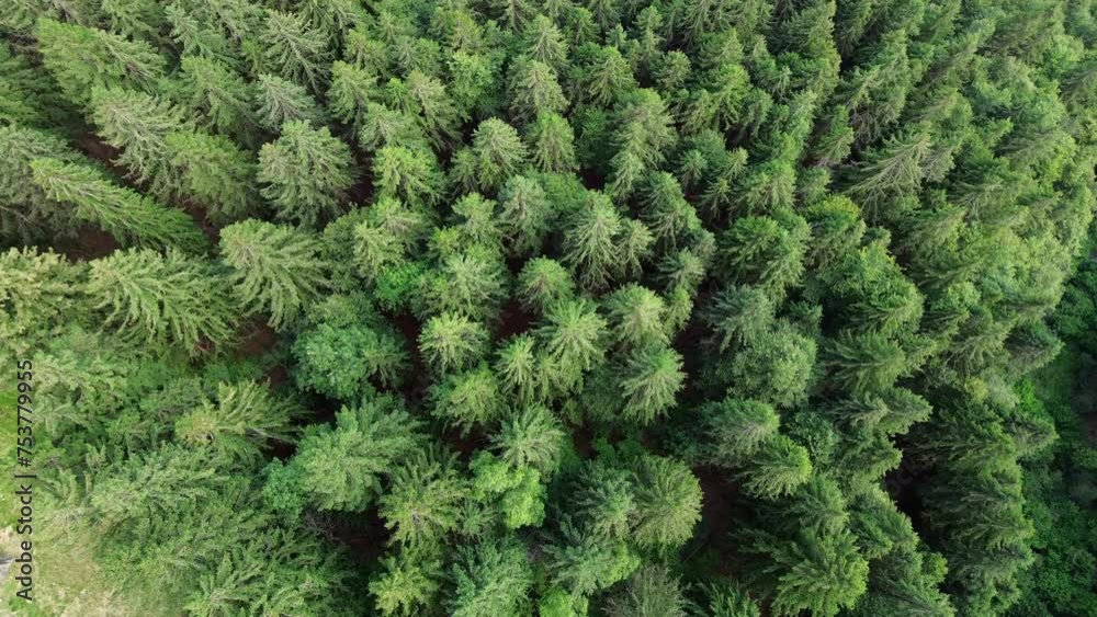 Arboles verdes que alegran el alma desde un drone. Tomas de cine desde las alturas. 