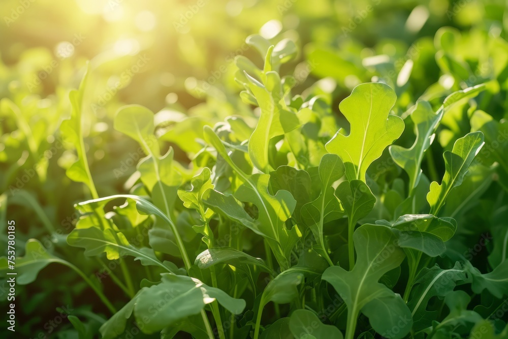 Growing arugula harvest and producing vegetables cultivation. Concept of small eco green business organic farming gardening and healthy food Growing arugula harvest and producing vegetables cultivation. Concept of small eco green business organic farming gardening and healthy food