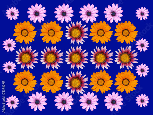 Viele bunte Blüten (Mittagsblume und Kapkörbchen) auf blauen Hintergrund photo