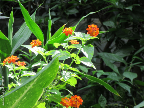 Canvas Print Bengali Blossoms: Lantana camara, লান্টানা