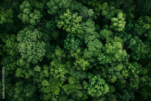 a leafy forest in a top-down shot