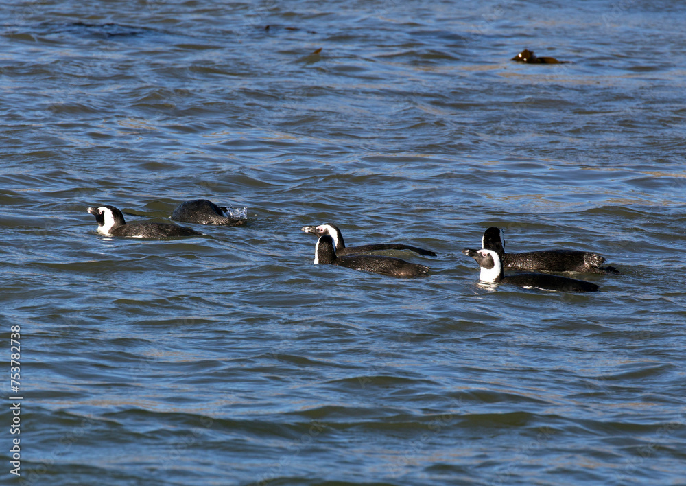 Fototapeta premium Photo of African penguins