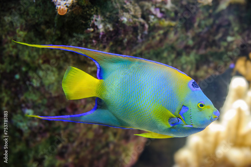 Vibrant Queen Angelfish - Holacanthus ciliaris swimming gracefully near a coral reef in a tropical aquarium