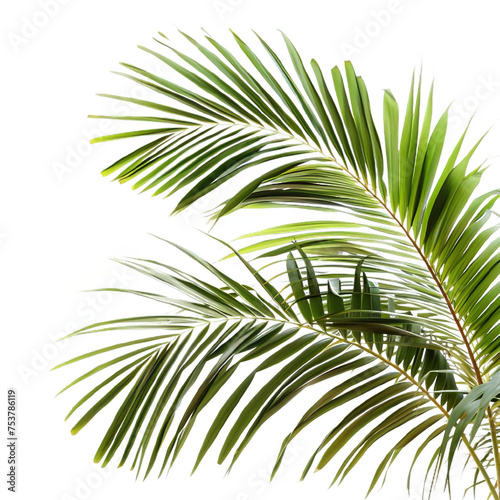 Palm Tree Branches on White or transparent Background, PNG