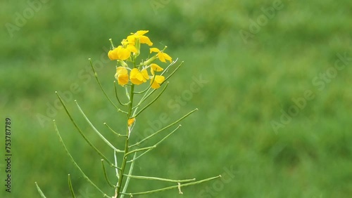 Erysimum cheiranthoides, treacle-mustard, wormseed wallflower, or wormseed mustard is Erysimum native to most of central and northern Europe and northern and central Asia. photo