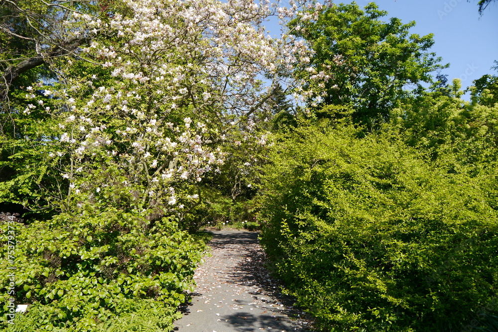 Blühende Büsche im Botanischen Garten Leipzig Blühende Büsche im Botanischen Garten Leipzig