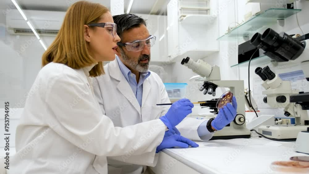 Two researchers examining micro organisms in Petri dish at a pharmacy laboratory. Scientific research. Two researchers examining micro organisms in Petri dish at a pharmacy laboratory. Scientific research.
