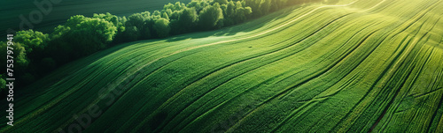 Aerial view of green farmland field with crops