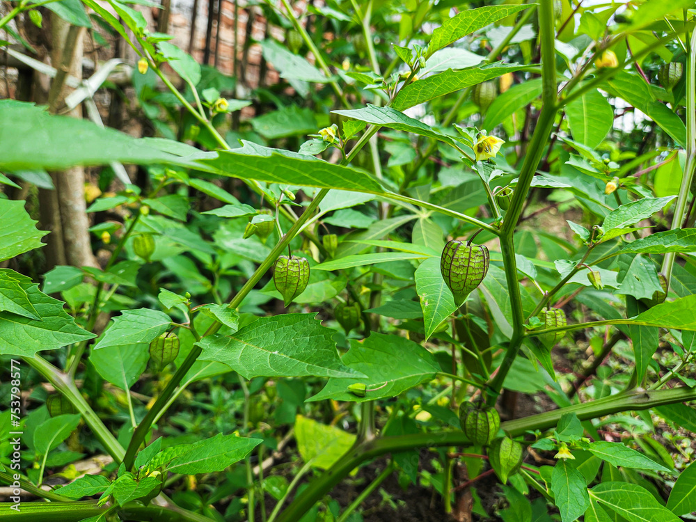 Fototapeta premium Ciplukan or Cecendet (Physalis) is a wild plant that has many benefits and tastes very sweet