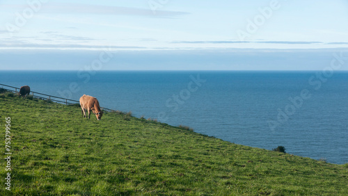 Vaca marrón pastando en ladera junto al mar