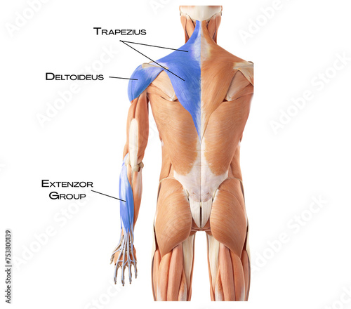 Schilderij op canvas Superficial Back Arm Lines SBAL - trapezius, deltoideus, extenzor groupe