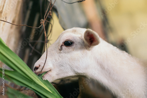 Goat eating.