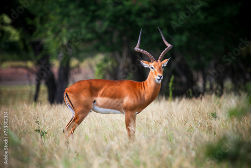 Antelope impala photo