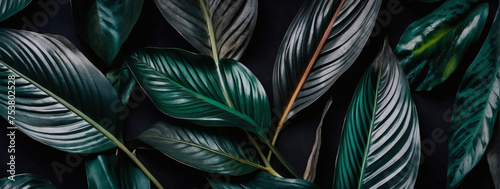 Textures of abstract pearl leaves for a captivating flat lay. Dark nature concept  tropical leaf.