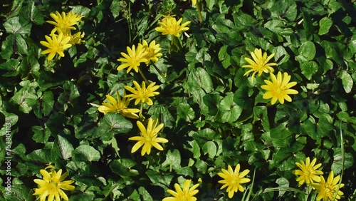 yellow flowers of Ficaria Verna or Ranunculus,commonly known as Lesser Celandine,Pilewort or Fig Buttercup,a perennial flowering plant listed as noxious weed in some countries,in early March,Italy photo