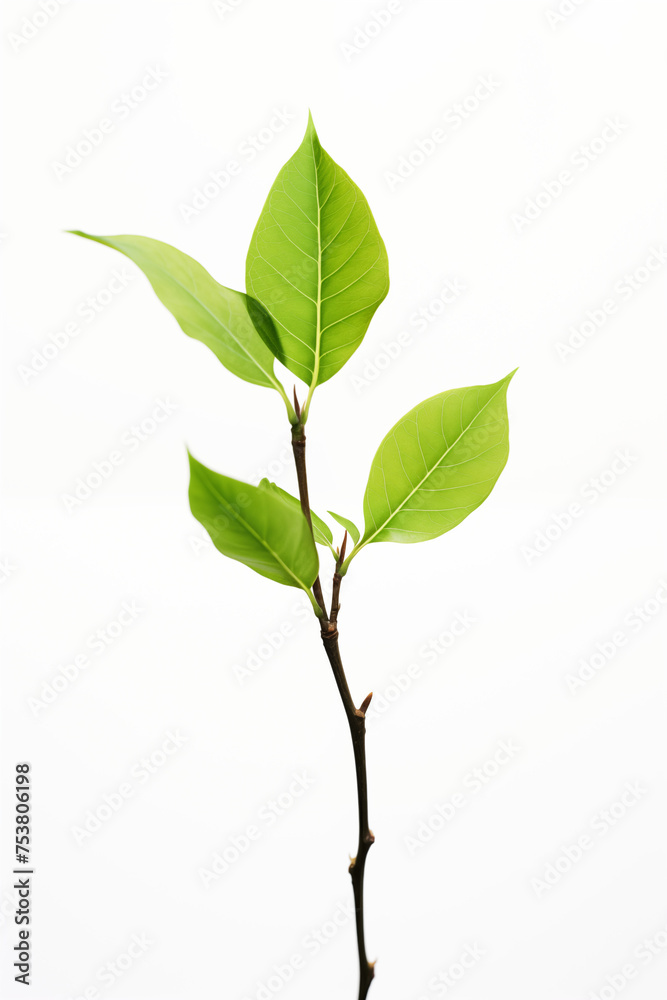 Obraz premium Vibrant Green Tree Bud on White Background, Symbol of New Life