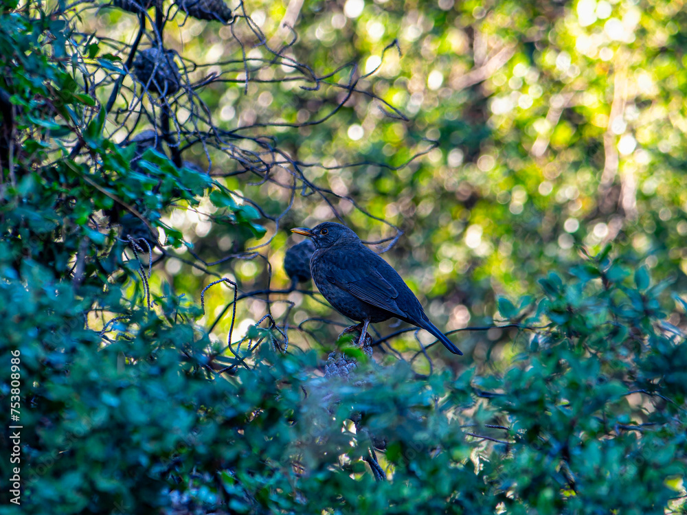 Obraz premium A young Common Blackbird (Turdus merula), with shiny black wings but the beak not yet fully colored - so I'm not sure of its sex....