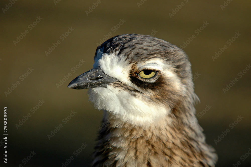 Oedicnème criard,.Burhinus oedicnemus, Eurasian Stone curlew