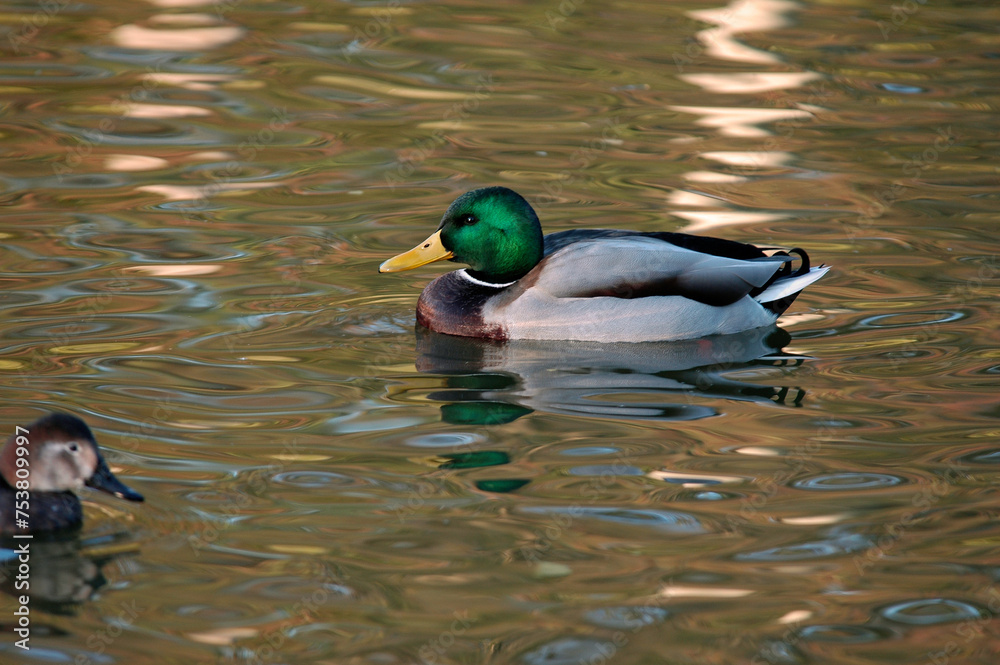 Obraz premium Canard colvert,. Anas platyrhynchos, Mallard, mâle
