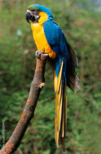 Ara bleu, .Ara ararauna, Blue and yellow Macaw, Amazonie, Tambopata, Perou photo