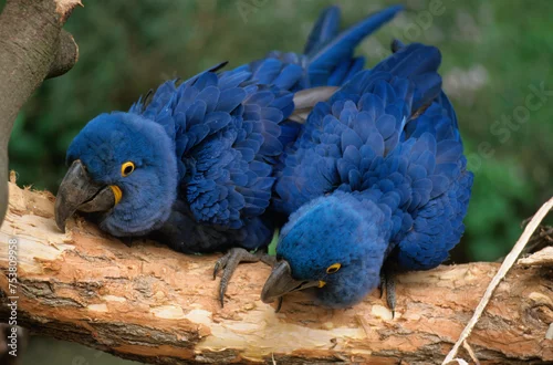 Fototapeta samoprzylepna Ara hyacinthe, perroquet,.Anodorhynchus hyacinthinus, Hyacinth Macaw