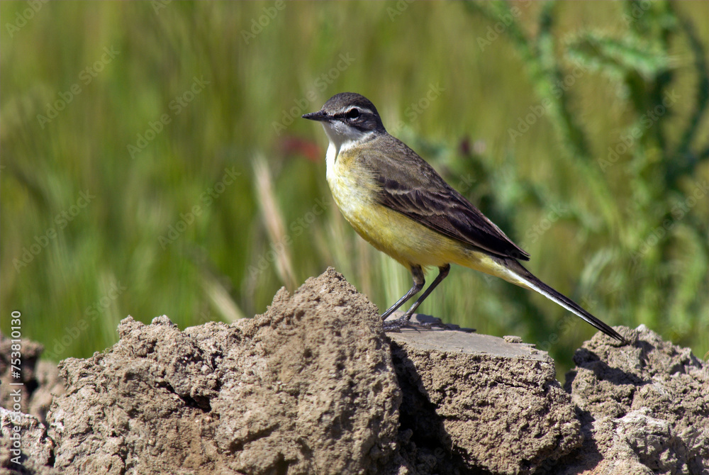Bergeronnette ibérique, Western Yellow Wagtail ,, iberiae, Motacilla flava iberiae Bergeronnette ibérique, Western Yellow Wagtail ,, iberiae, Motacilla flava iberiae