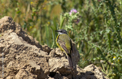 Bergeronnette ibérique, Western Yellow Wagtail ,, iberiae, Motacilla flava iberiae photo