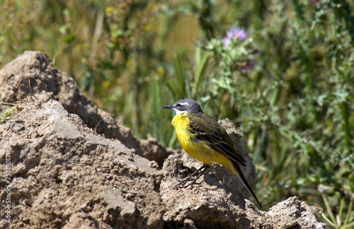 Bergeronnette ibérique, Western Yellow Wagtail ,, iberiae, Motacilla flava iberiae photo