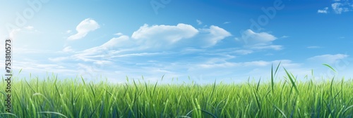 a green grass field against a blue sky