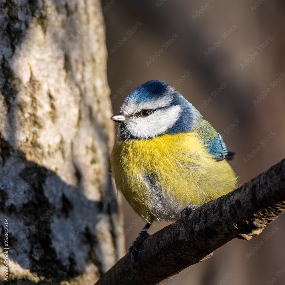 Obraz premium Blue Tit standing on a branch