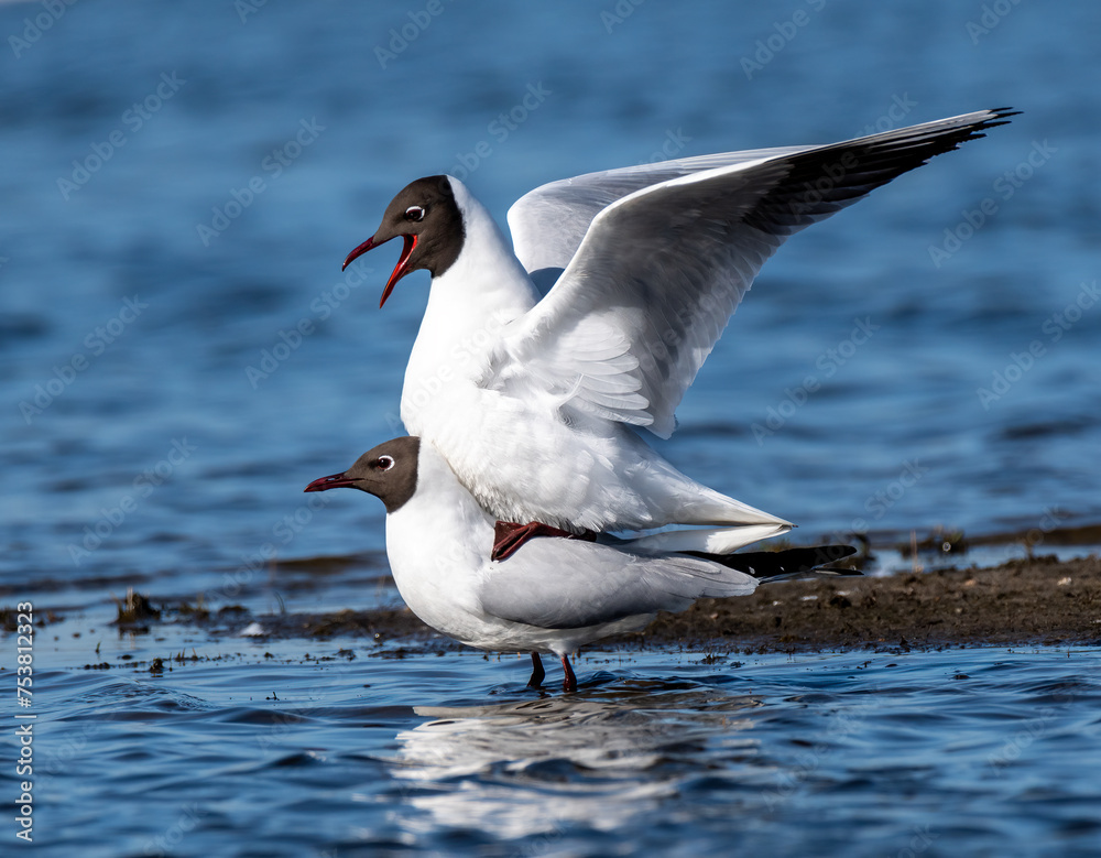 Black-headed Gull mating on wetland Black-headed Gull mating on wetland