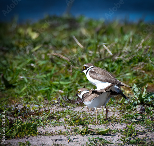 Little Ringed Plover mating on wetland